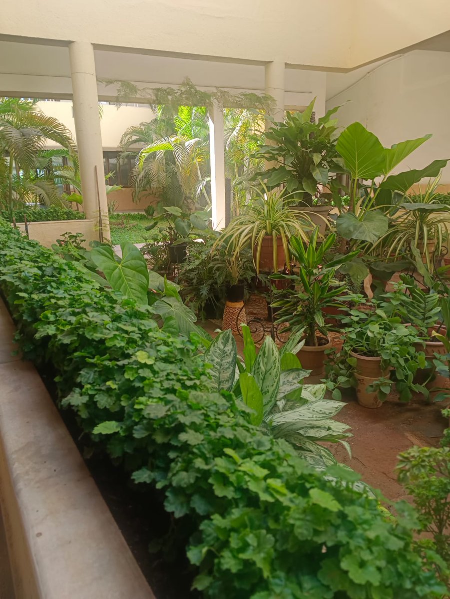 melvynjm's tweet photo. Cool indoors
Prarthanalaya Bandra West 
#bandra #amchimumbai #greenindoors https://t.co/6fie9AYt1G