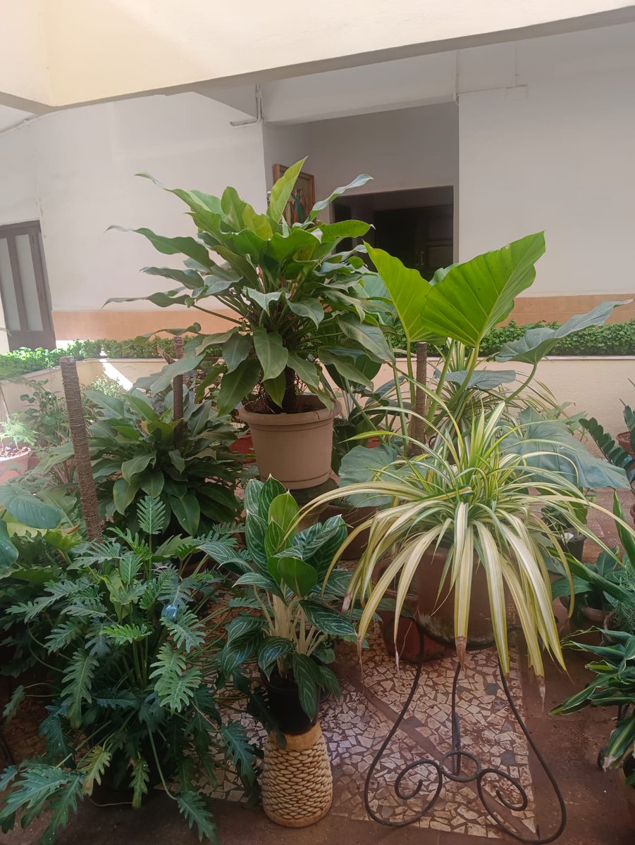melvynjm's tweet photo. Cool indoors
Prarthanalaya Bandra West 
#bandra #amchimumbai #greenindoors https://t.co/6fie9AYt1G