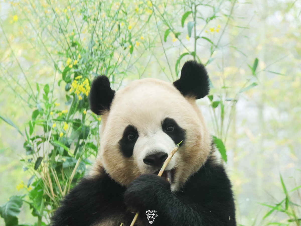 FULIGHT.BAO tweet media