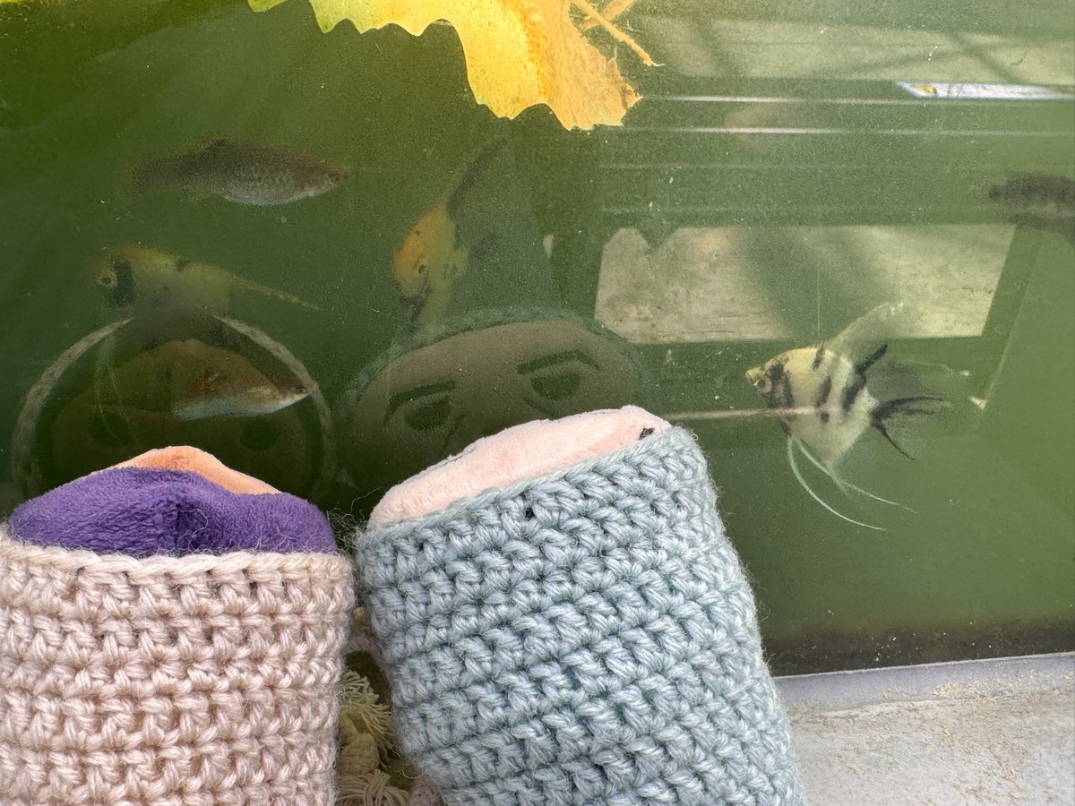 蓮と魚とほぜとのる。