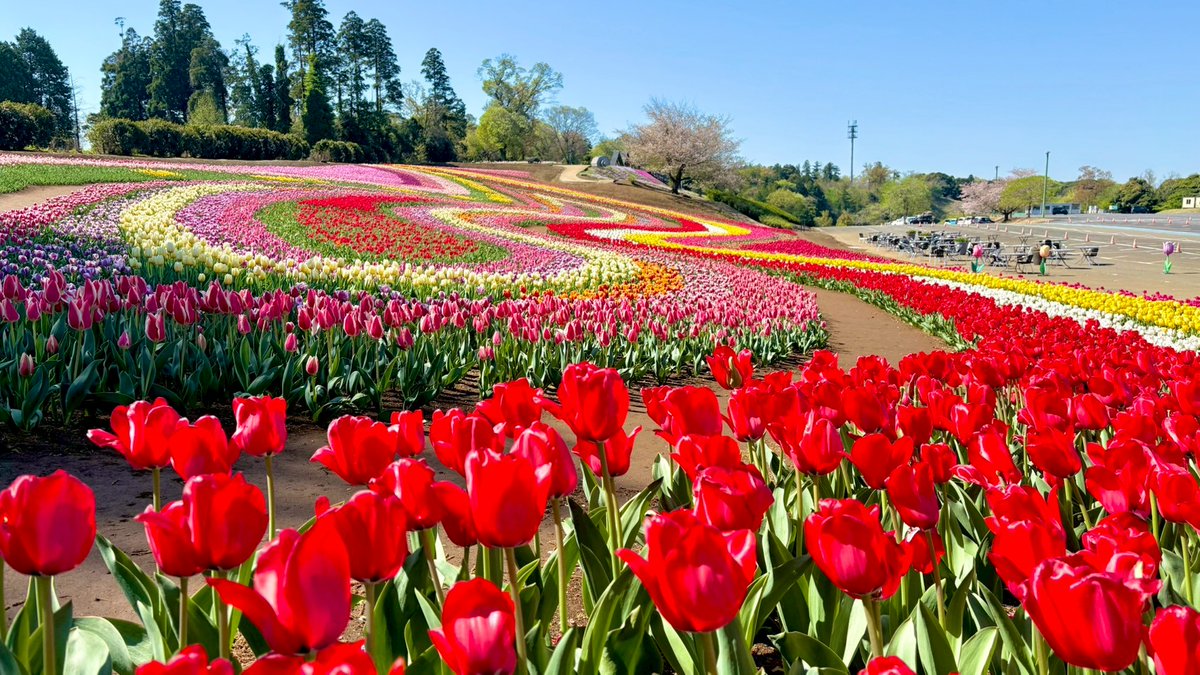 東京ドイツ村 tweet media