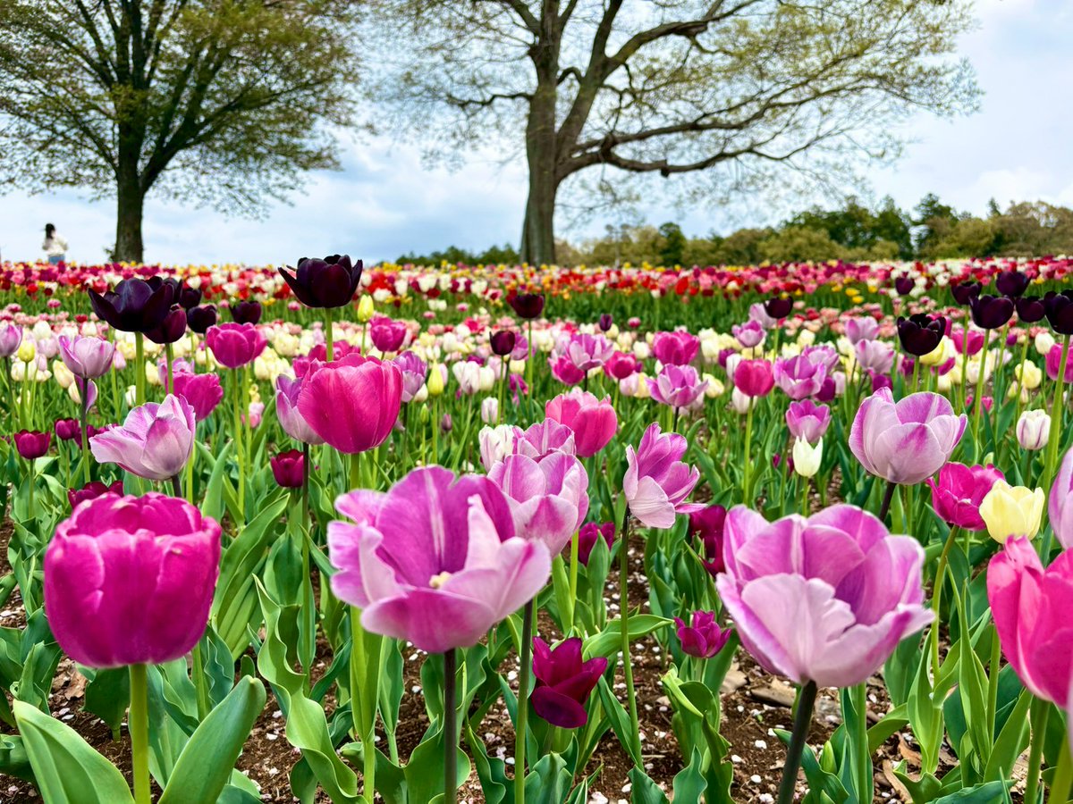 東京ドイツ村 tweet media