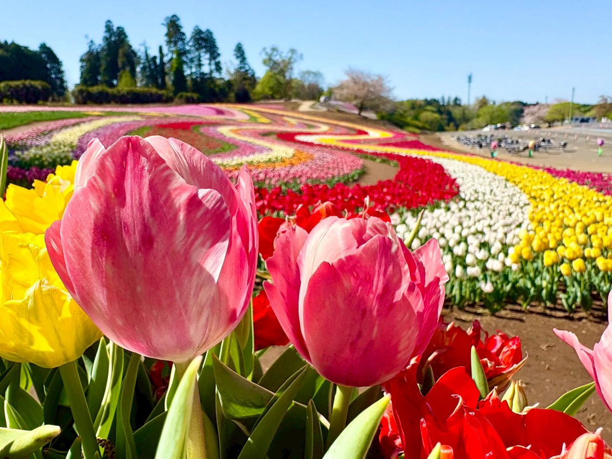 東京ドイツ村 tweet media