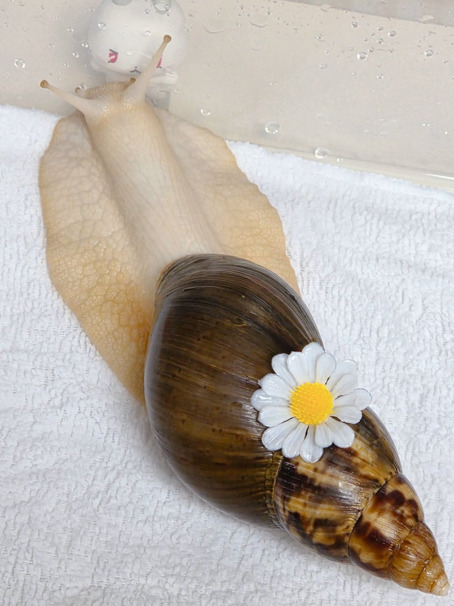 테풀잎 tweet media