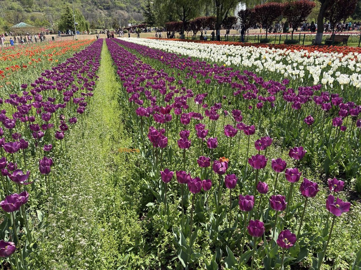 SeemaSh46712468's tweet image. देखा एक ख़्वाब तो ये सीलसीले हुए
दूर तक निगाह में है गुल खिले हुए…!!😍
Just now #Tulip garden at #Kashmir (P.C.-friend,mentioned in each pick)@RekhaBelsare 
Have Wonderful weekend ahead 🙌🏻🌷🌷🤍🩵💛💜♥️💚
#Sऊवाच😍 
#theme_pic_India_flowers