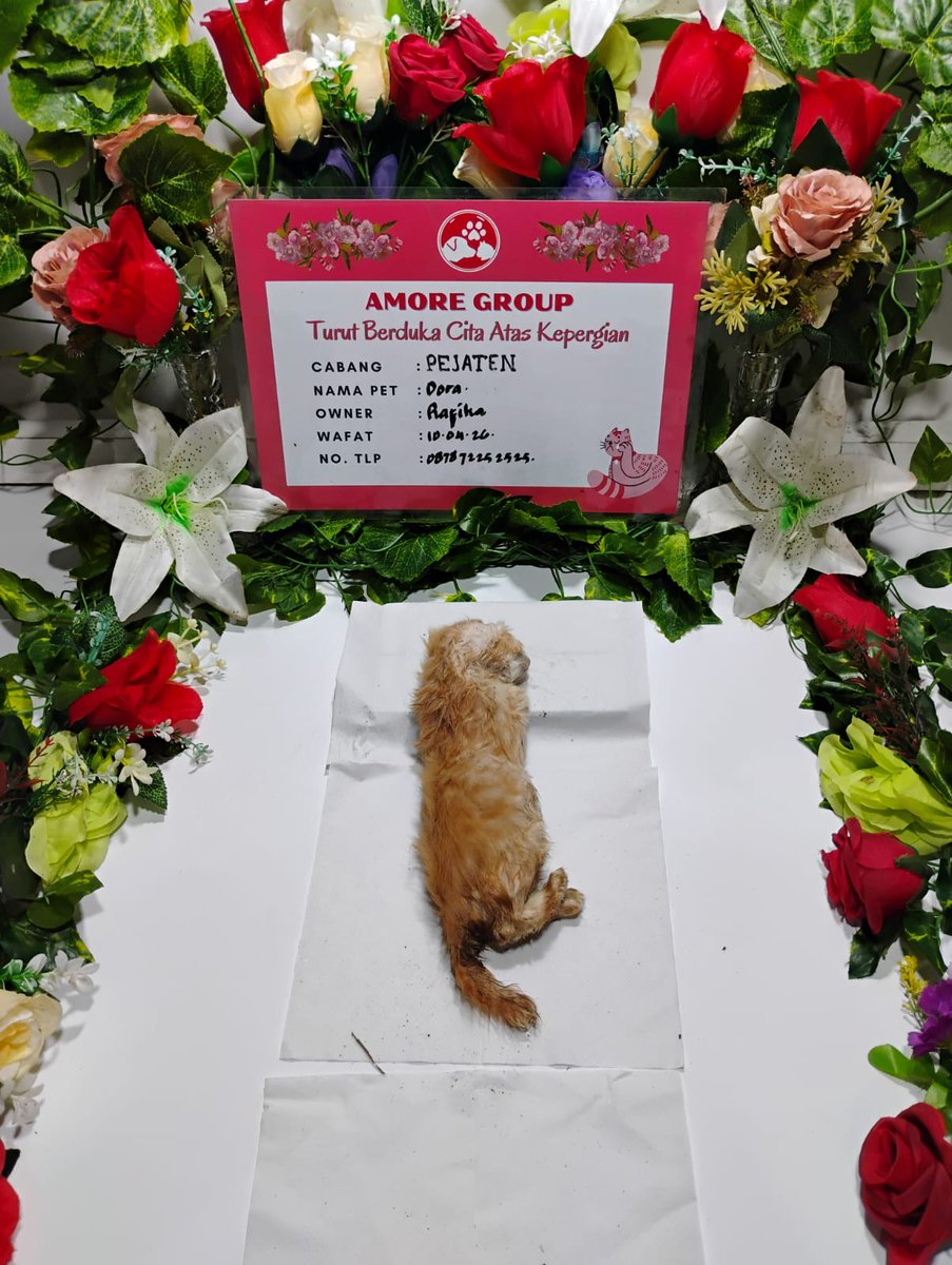 💜 Fika 🌙🐈⬛ | Piofiore 🎮 tweet media