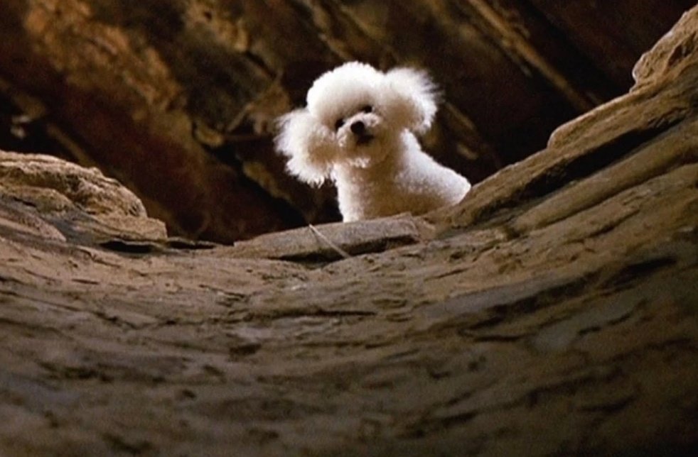 The Movie Professor 🎬🎥📺 tweet media