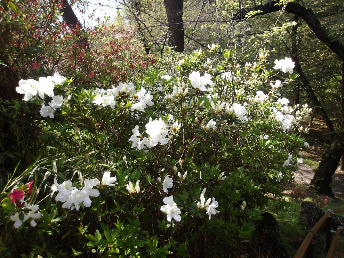 都立戸山公園　園長の採れたて情報 tweet media