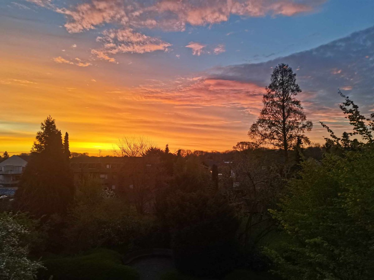 🖤💛Toby & Happy🖤💛 tweet media