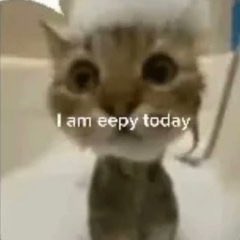 popular cat post tweet media