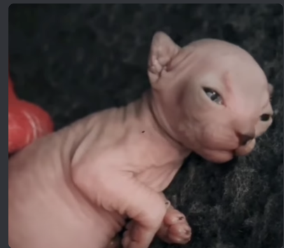 Poginstein tweet media