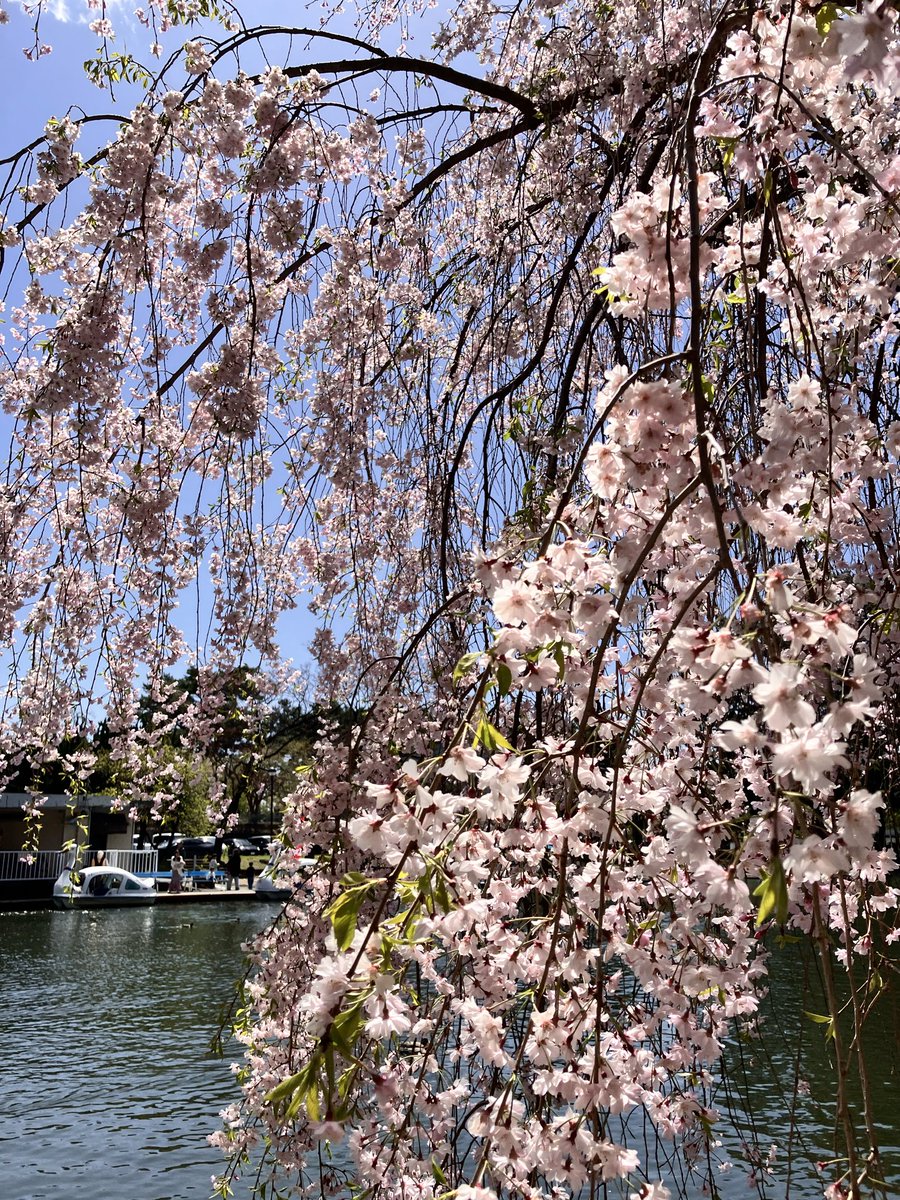 ゆう☆スプリント tweet media