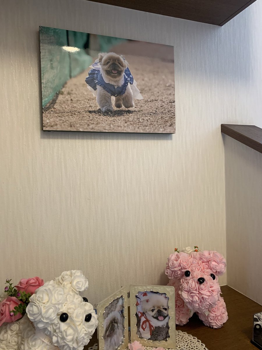 玄関にラムネちゃんの写真パネルを飾りました🐾