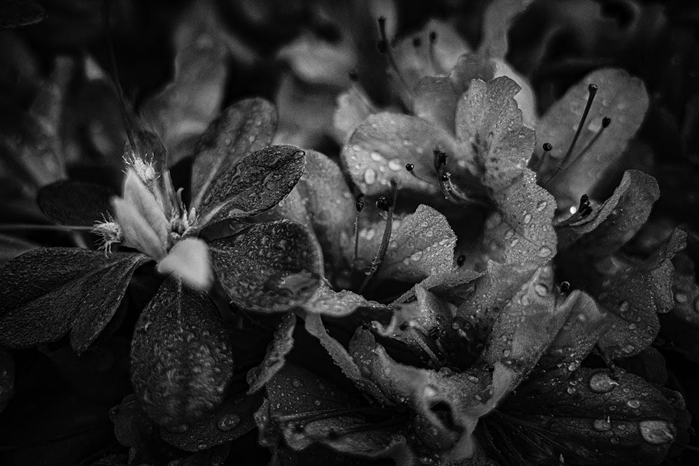 NKJ_CameraLife's tweet photo. 待ちを歩いて花木を撮る
小さなことに視点が向く

#iGR3 #snap #monochromethe 

road is life. https://t.co/T8iByQzM65