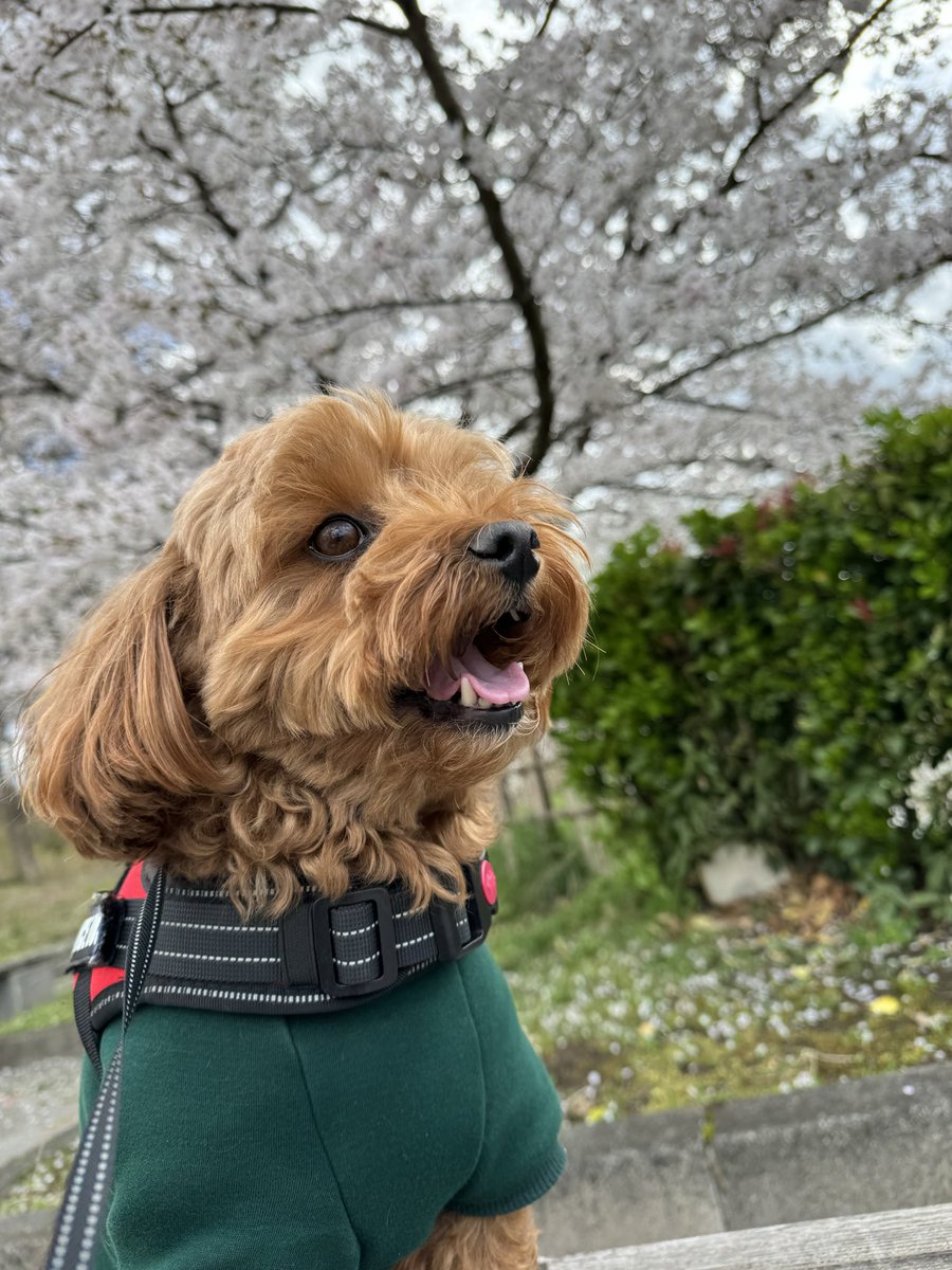 ぺち男（旧まっちゃくりーむふらぺちーの）🧄💸🦆🍒🐙🀄️🚚 tweet media