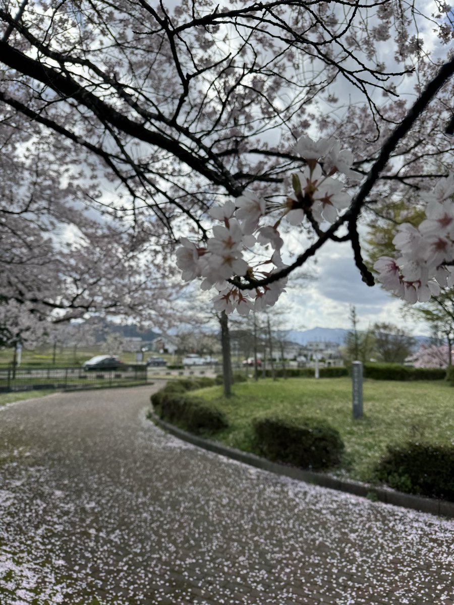 ぺち男（旧まっちゃくりーむふらぺちーの）🧄💸🦆🍒🐙🀄️🚚 tweet media