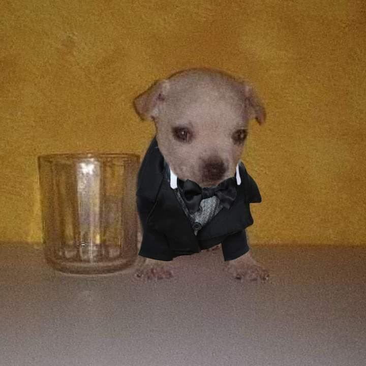 SwapRoyale tweet media