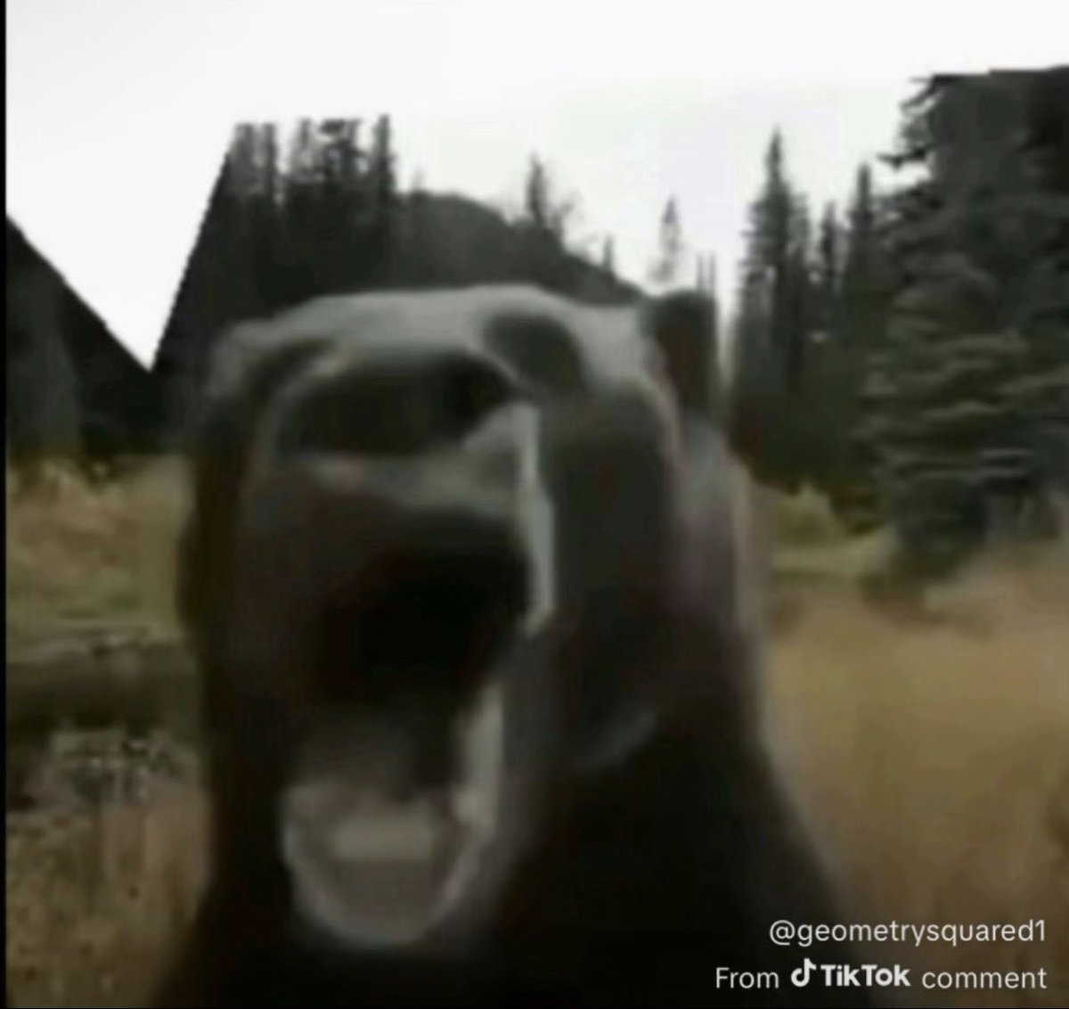 CurseMuse tweet media