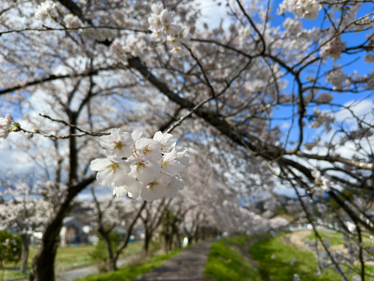 とっても綺麗🌸