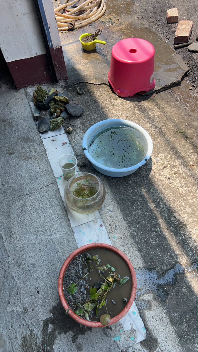 屏東黑糖🍭🍭🍭 tweet media