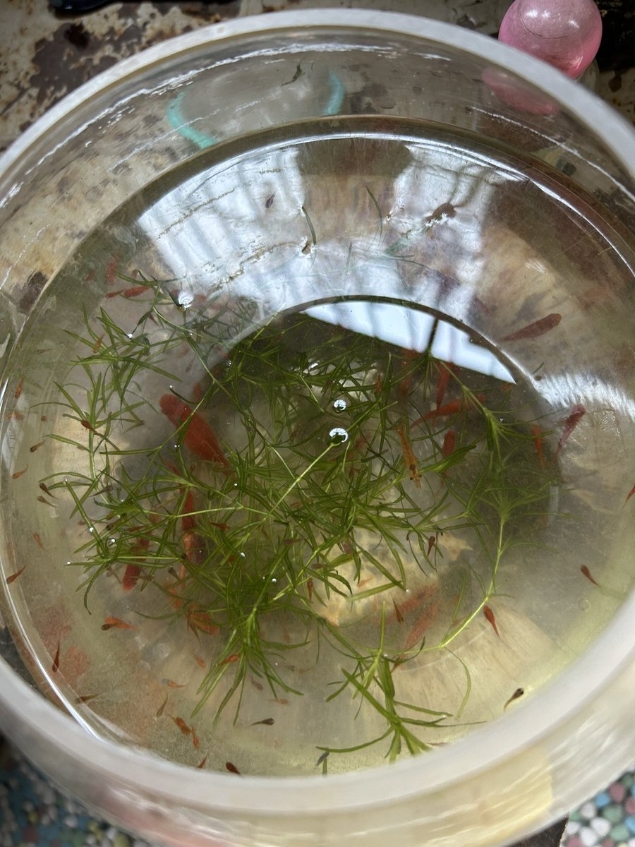 屏東黑糖🍭🍭🍭 tweet media