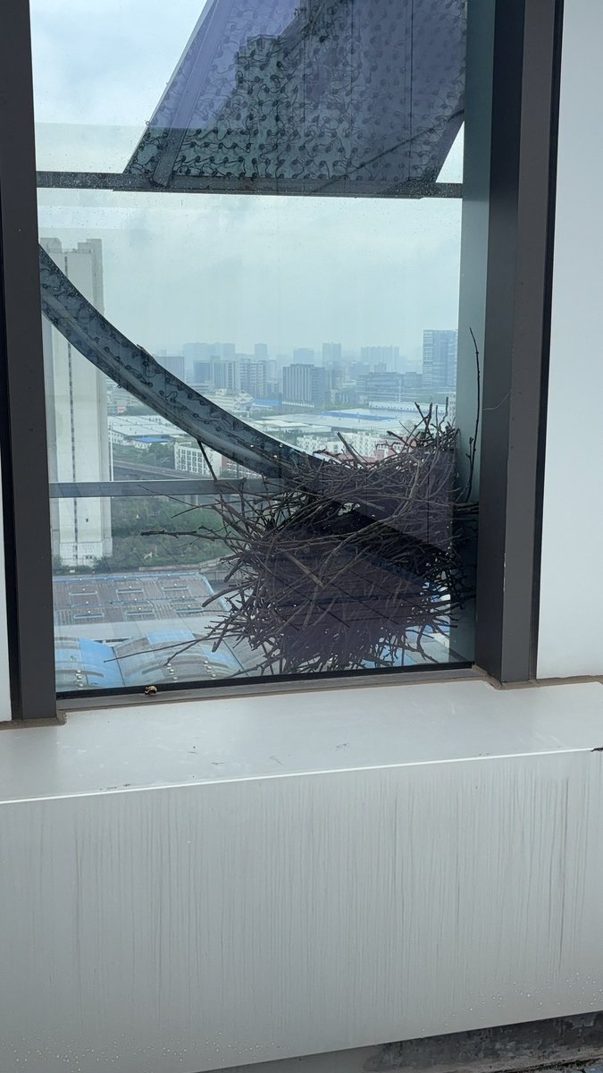 zhupiter77's tweet photo. I used to find that a bird would fly up with a branch. 

Today, I went to the top floor and found the bird's nest it had built. 

I walked over and it flew away, leaving behind its five eggs. https://t.co/ObT1FKe67q