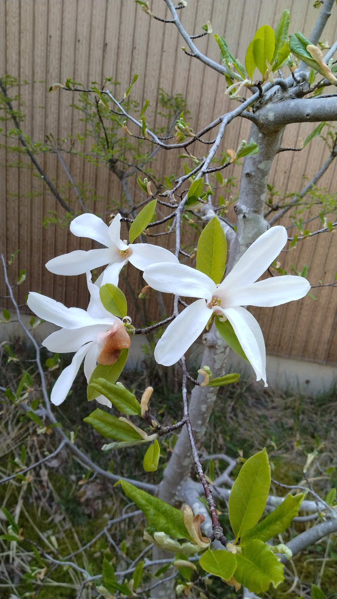 ちろりん tweet media