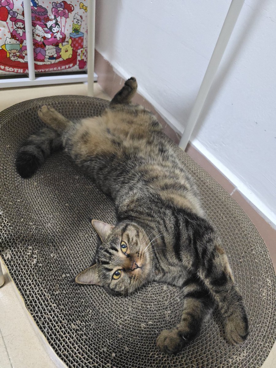 毛绒酢浆草 tweet media