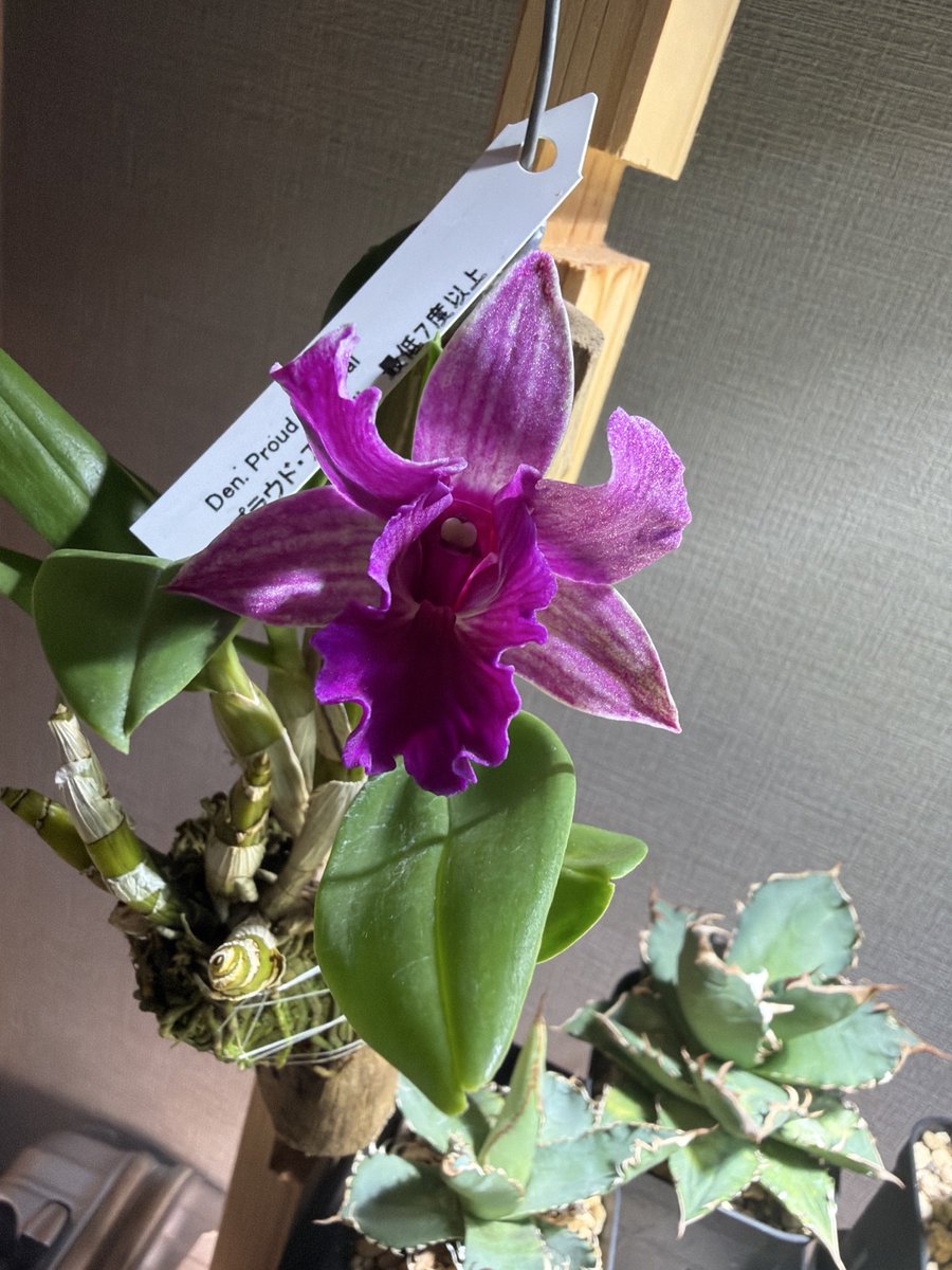 ぴさお tweet media