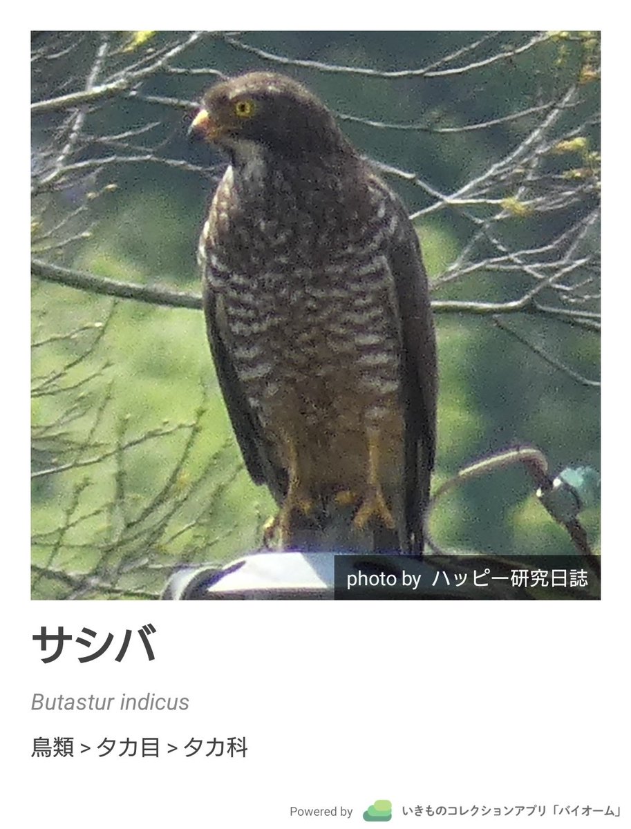 happy_nisshi's tweet photo. サシバさん！！🤭

https://t.co/AMxZ6vxmSB
#Biome https://t.co/uxW8pCjA0C