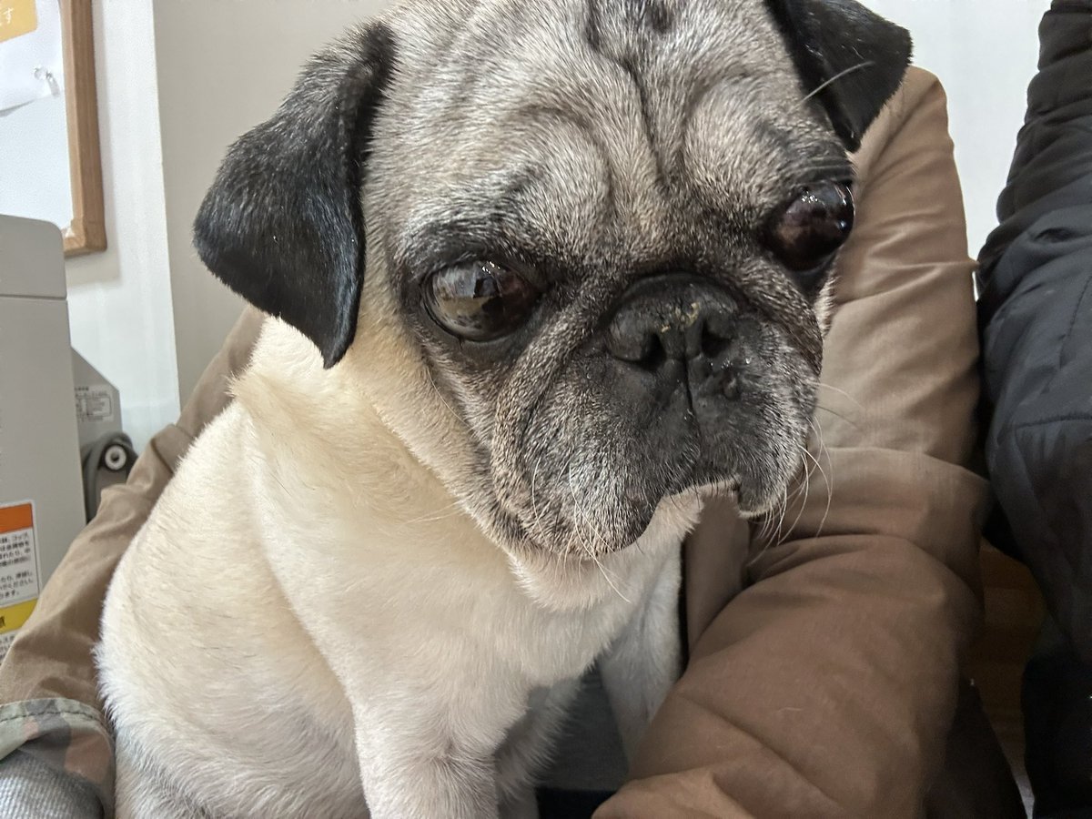 マロン tweet media