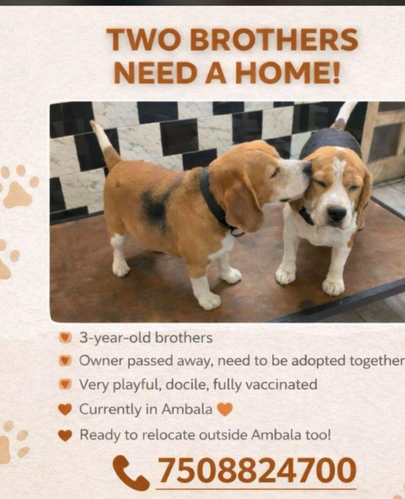 TheViditsharma's tweet photo. Adoption Alert

Two brothers. One bond. One heartbreaking loss.These two beautiful Beagle boys in Ambala have just lost their world  their owner, their family, their home. In the middle of this loss, they have only one thing left… each other.They are deeply bonded. 

They eat together, sleep together, and find comfort in one another through this sudden emptiness. Separating them now would only add to their pain.They are not just pets  they are grieving souls who need love, stability, and a place to heal.

.We are looking for a kind heart who can open their home to both of them together. Someone who understands that love sometimes means keeping families intact, even if they come with four legs.If you can adopt, please come forward.

If you cannot, please share this with anyone in or around Ambala who might be able to help.Let’s not let them lose everything.

Give them a second chance. Give them a home.

#AdoptDontShop