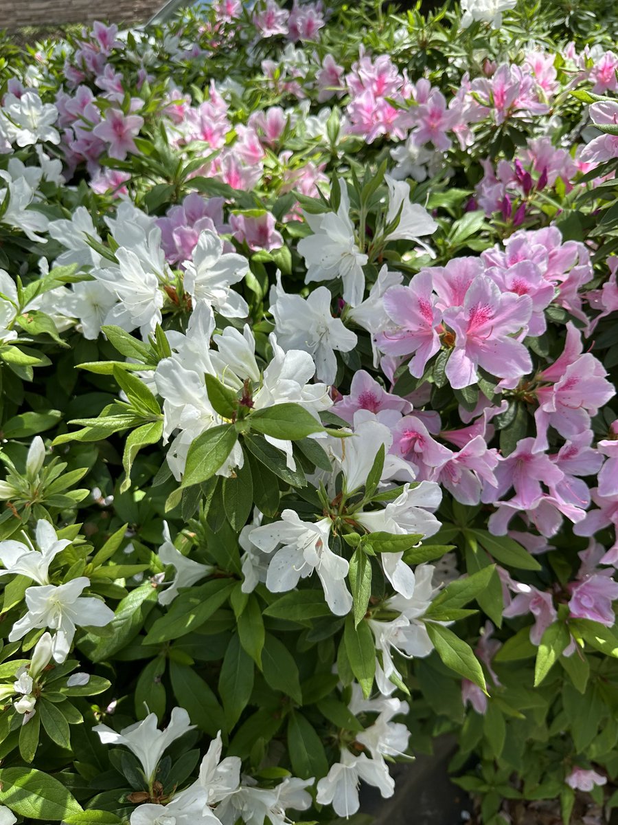 象さんのつぶらな瞳 tweet media