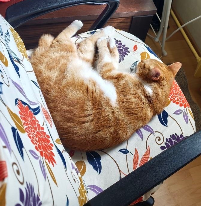 Леяра tweet media