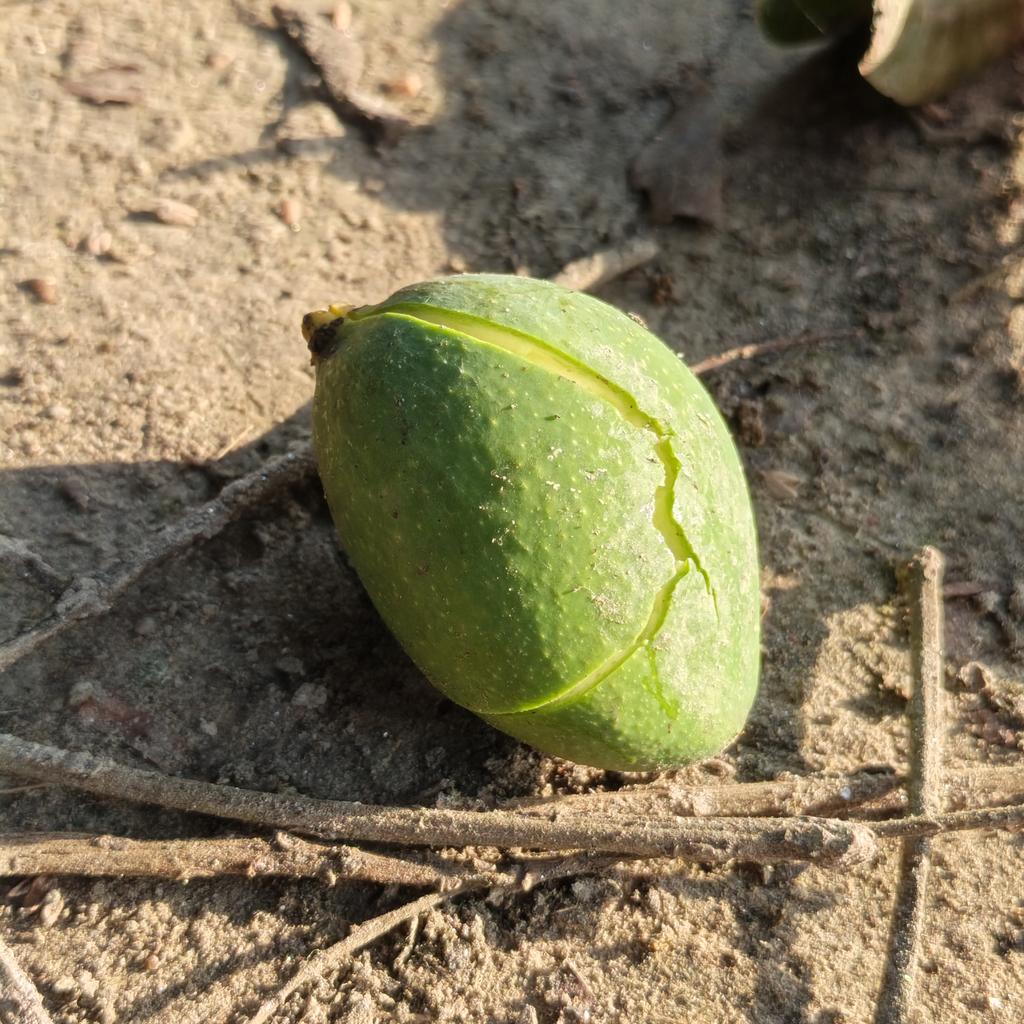 Proma Rahman tweet media