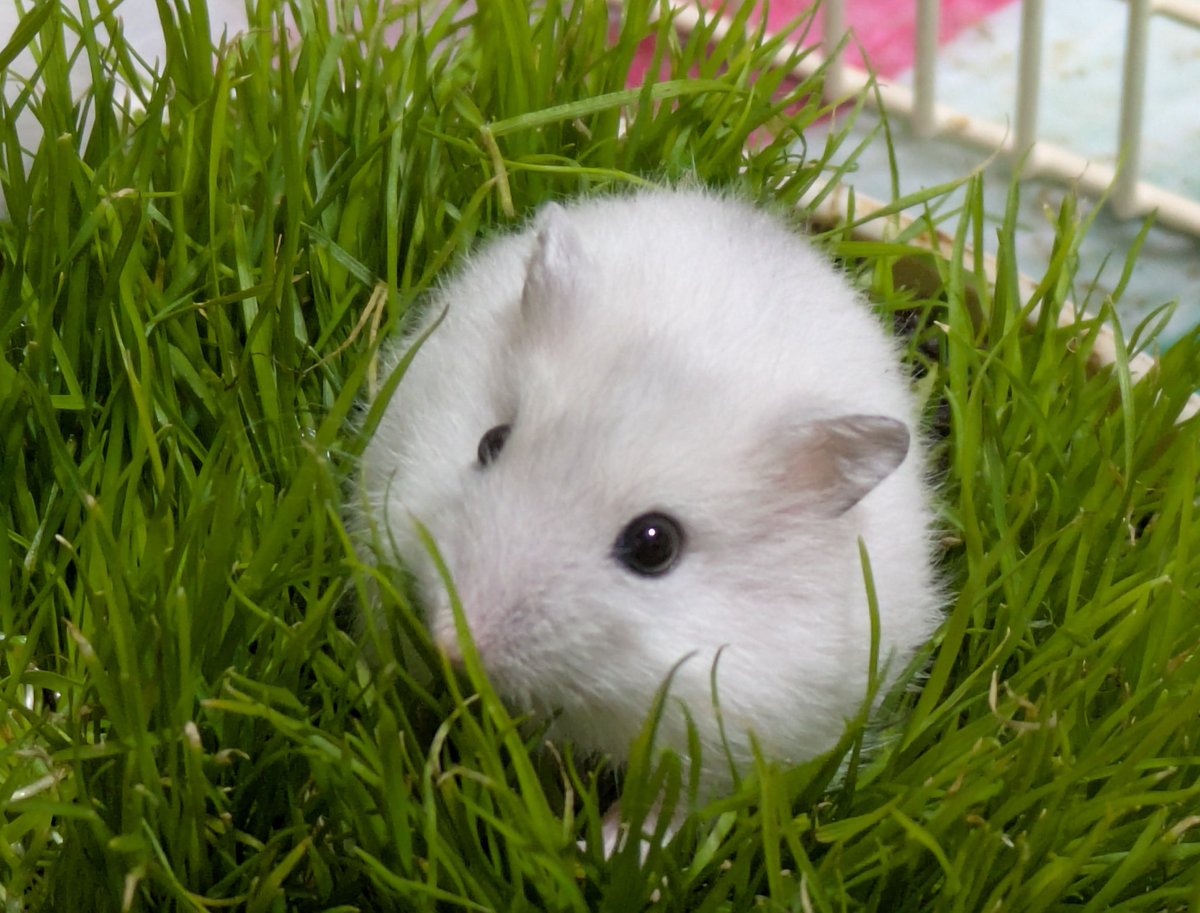 石井 文恵 tweet media