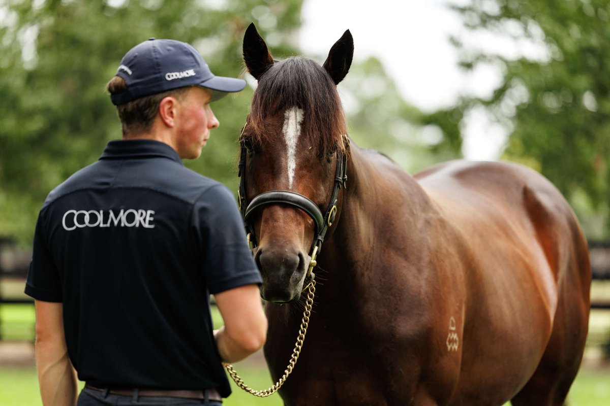 Coolmore Australia tweet media