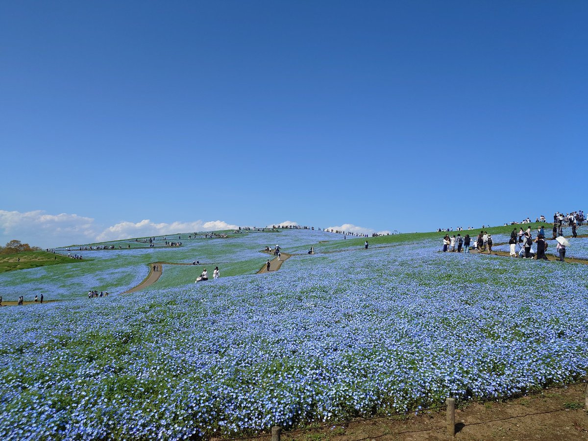 bunfami2's tweet photo. 今年の桜は完全に撮り逃したので、ひたち海浜公園にメモフィラを撮りに来た

アタリ一面真っ青 https://t.co/ZDV1VidmAb