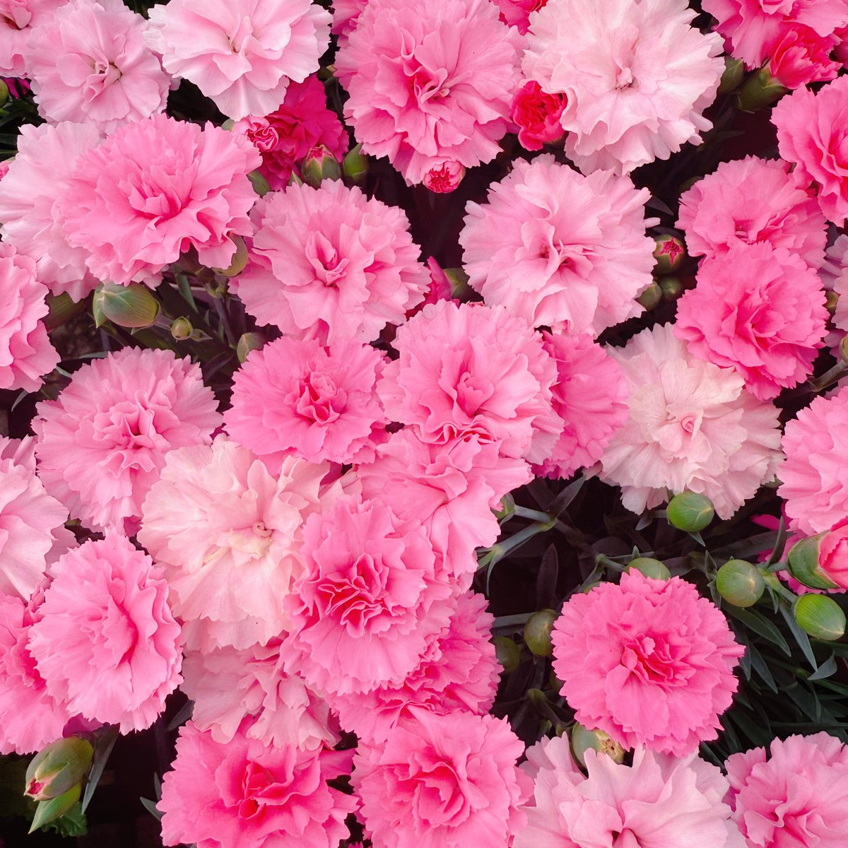 ぽわり♡ぽあち🌷🪽|ू• .•๑)໒꒱. ゚ tweet media