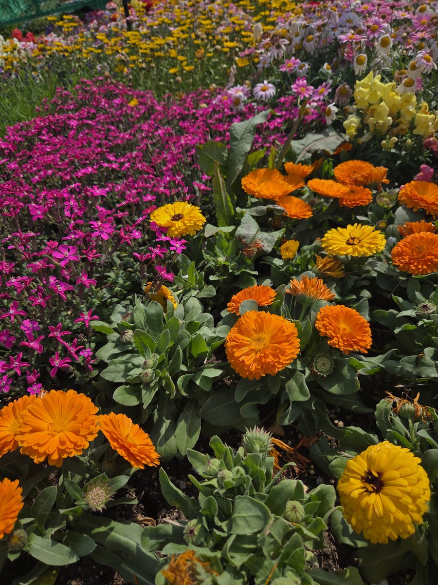 イクナ tweet media