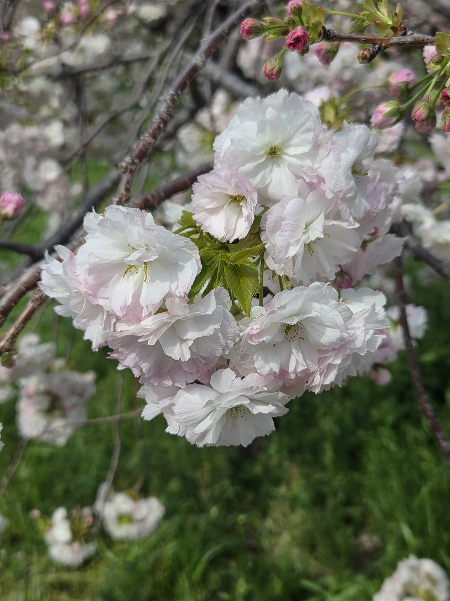 イクナ tweet media