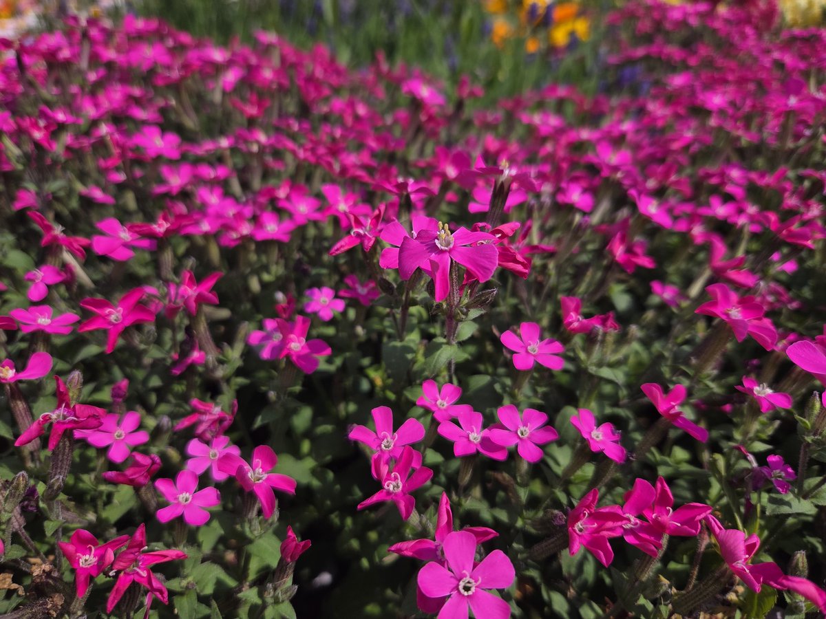 イクナ tweet media