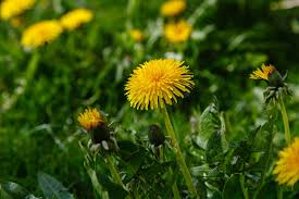 dodfacts's tweet photo. Die of death fact: Runicware likes green grass with yellow flowers. https://t.co/eINyYqQqkz