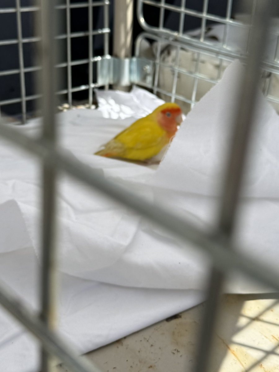 さゆーーーり♨️🦫🐒🐍 tweet media