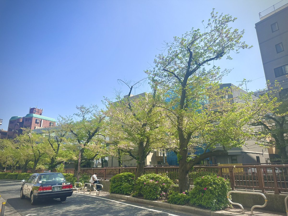 rin_sakazuki's tweet image. 散った。そして人もいなくなった。

また来年、桜🌬️🌸👋
#中目黒 #目黒川