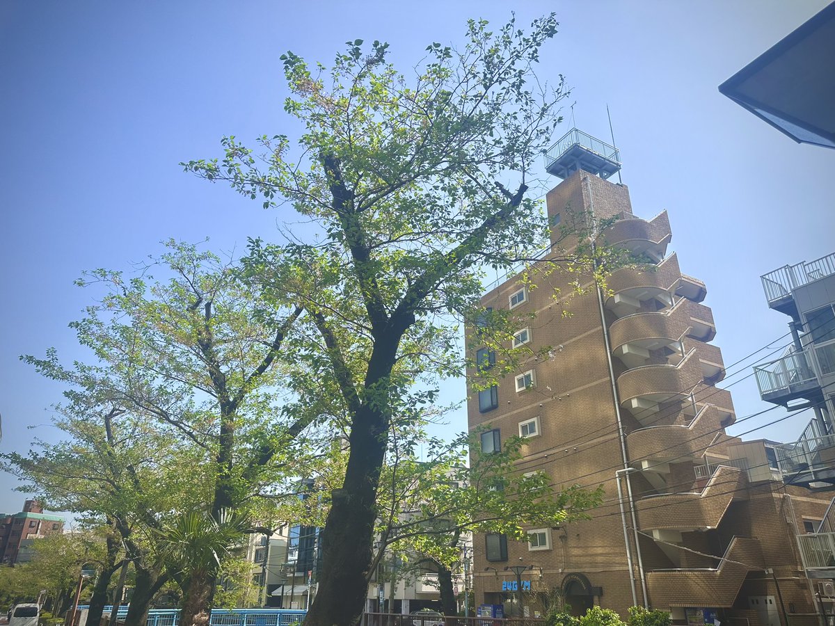 rin_sakazuki's tweet image. 散った。そして人もいなくなった。

また来年、桜🌬️🌸👋
#中目黒 #目黒川