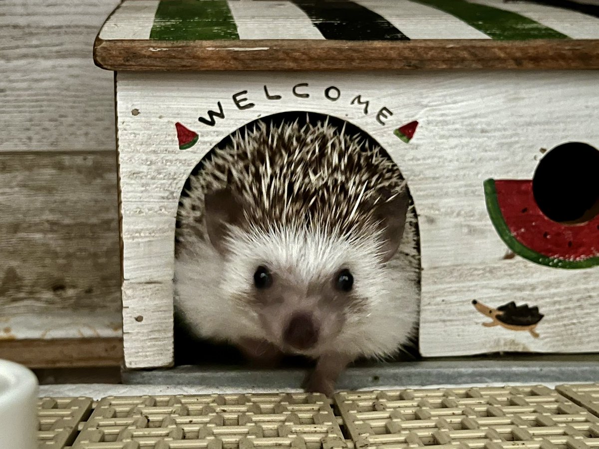 むぎ&まめ tweet media