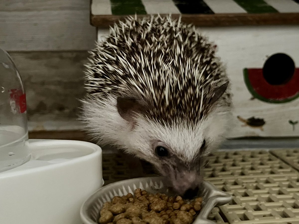 むぎ&まめ tweet media