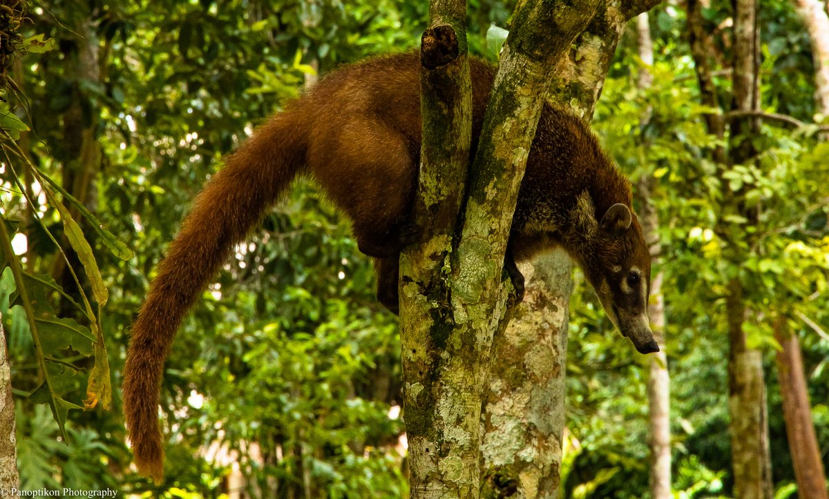 Panoptikon Photography tweet media