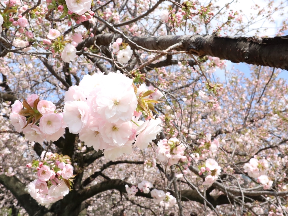 新宿御苑サクラ情報】遅咲きの桜が満開を迎えています！ 【Cherry